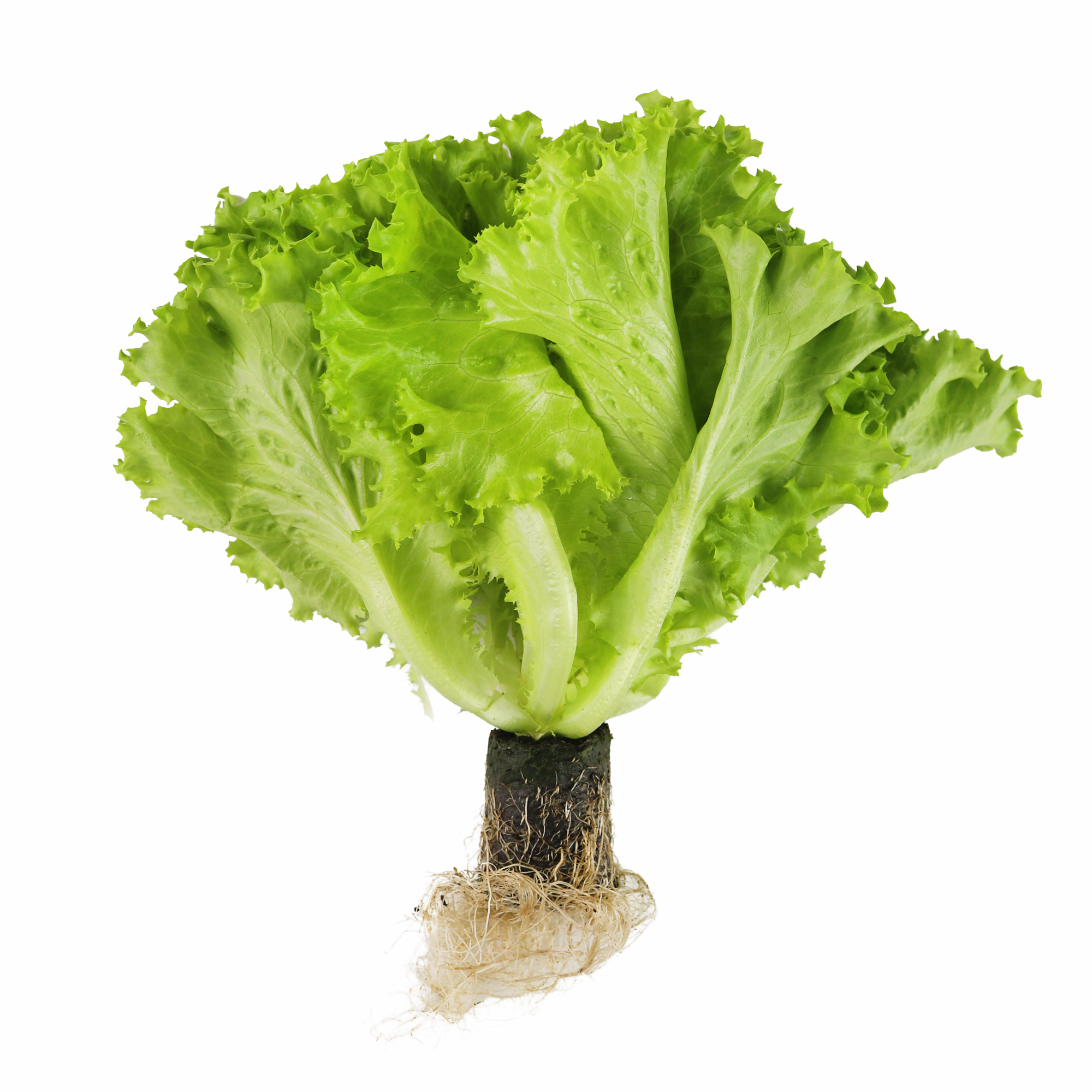 綠皺葉